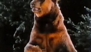 Manimal: 1×8